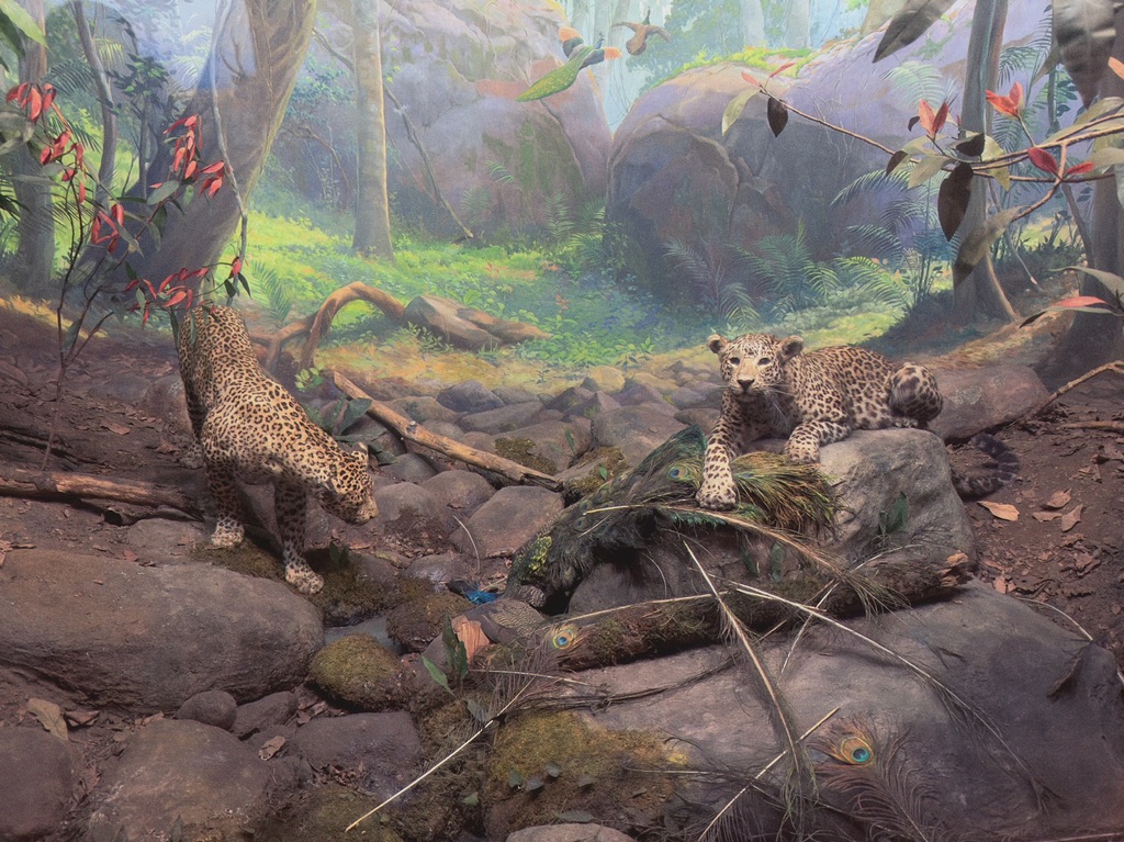 Photo of a South America diorama from the New York Museum of Natural History featuring two jaguars eating a peacock.