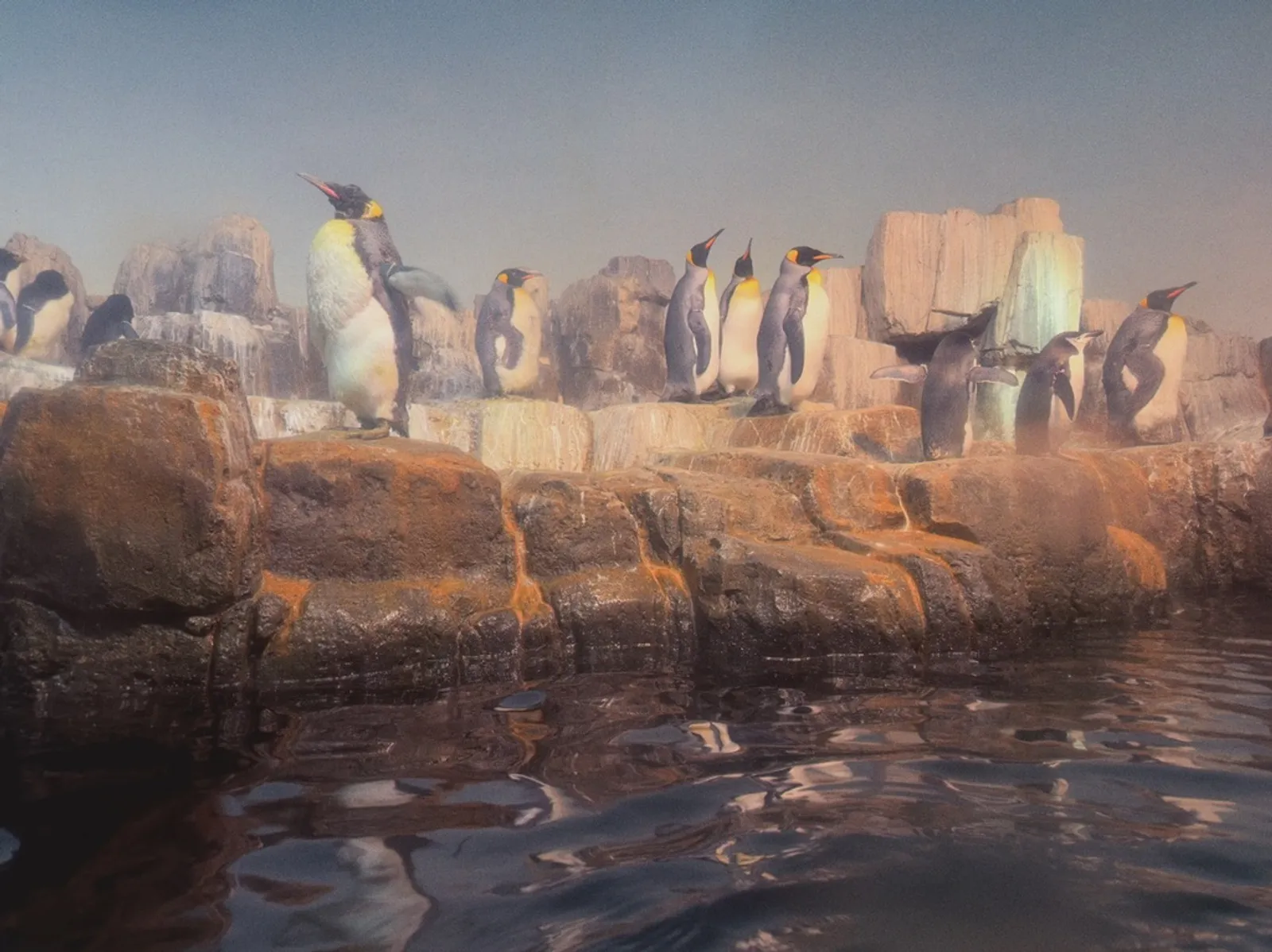 Emperor penguins at the Central Park Zoo.