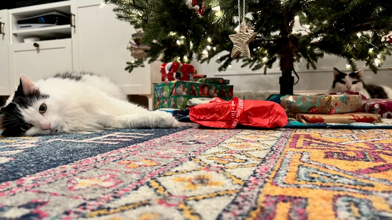 Our cats Maggie and Jake exuding Christmas energy
