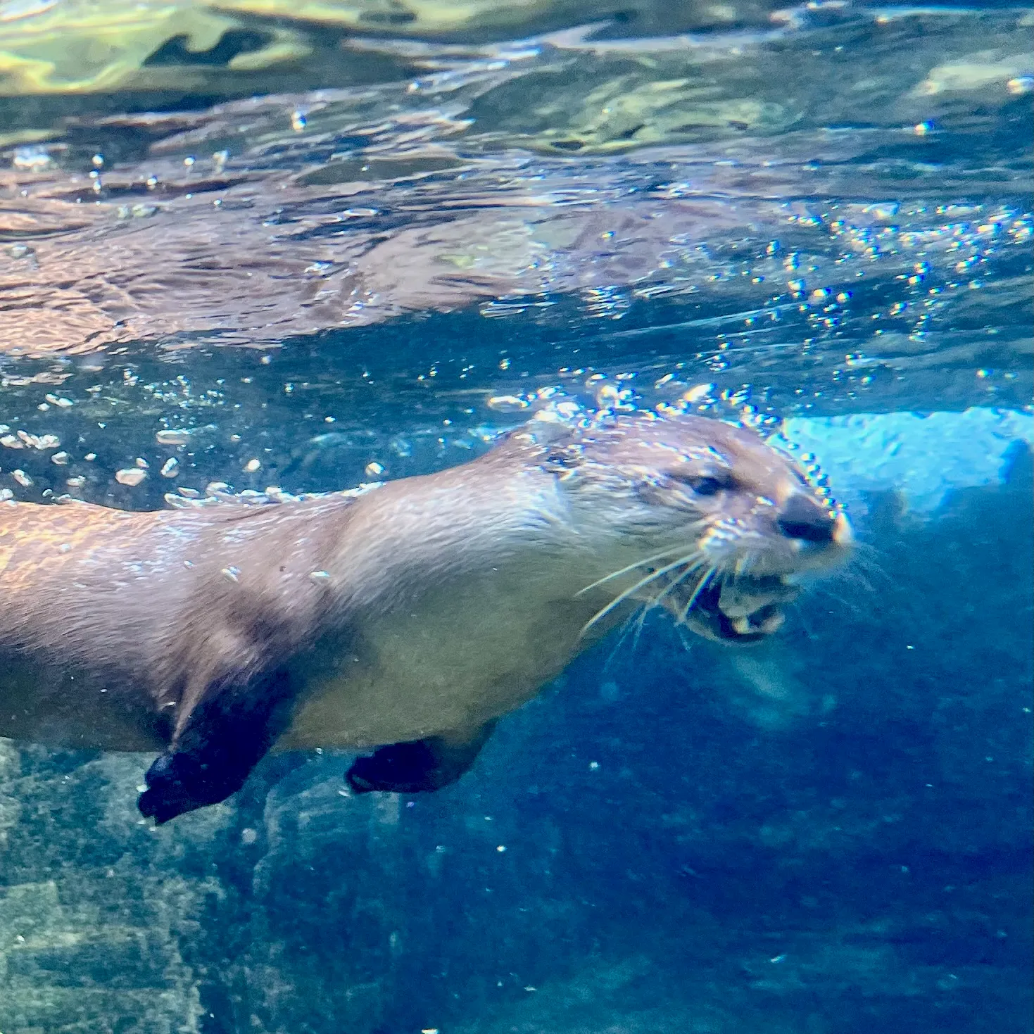 An otter eating a fish at the South Carolina Aquarium.