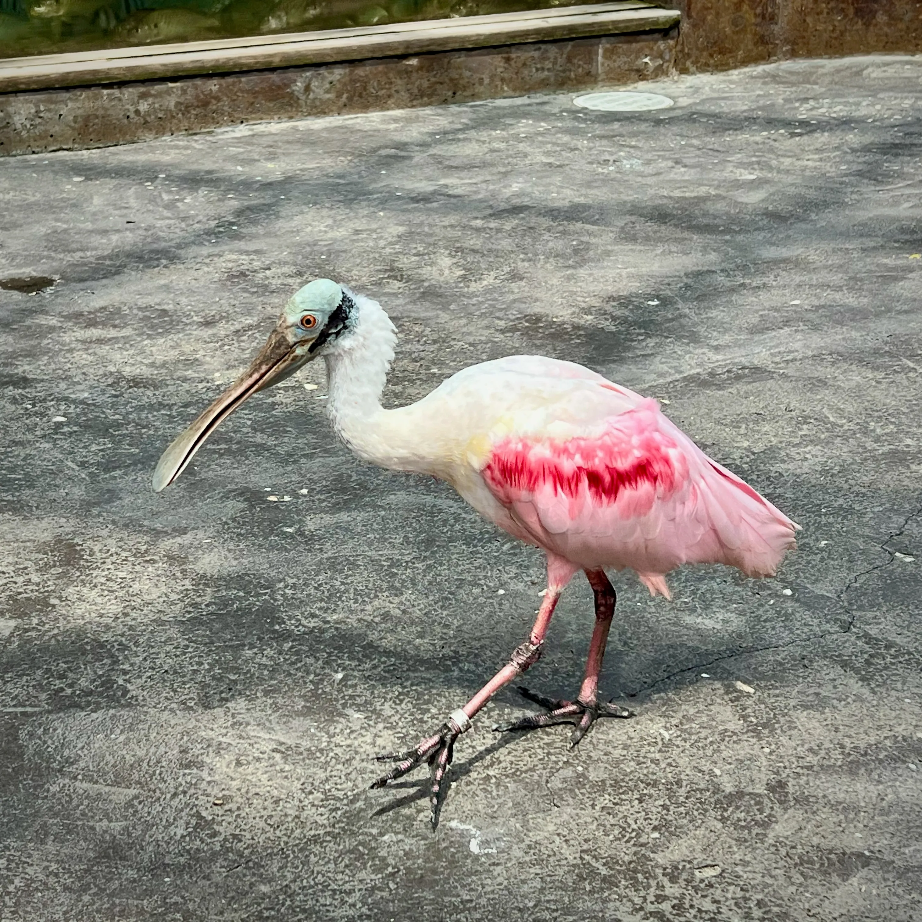 A spoonbill just walking around, living it up, at the South Carolina Aquarium.