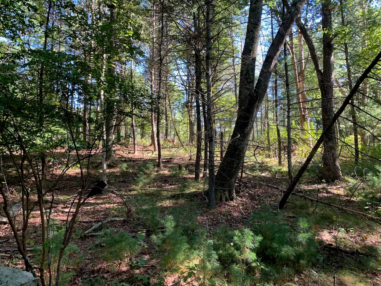 Deer in the woods. Seems hungry.