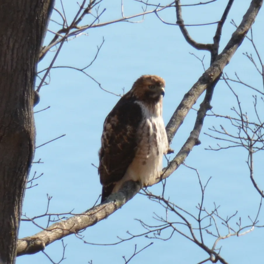 a hawk in a tree in our backyard
