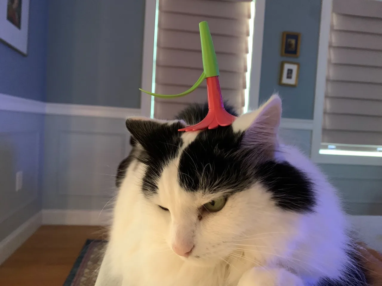 Maggie with a flower on her head