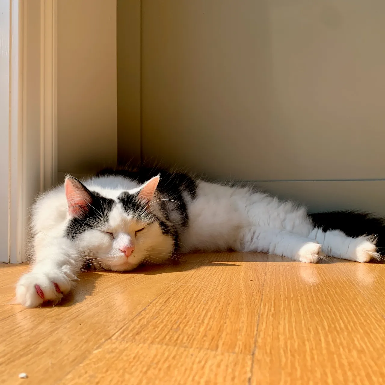 Maggie relaxing in the sunlight.