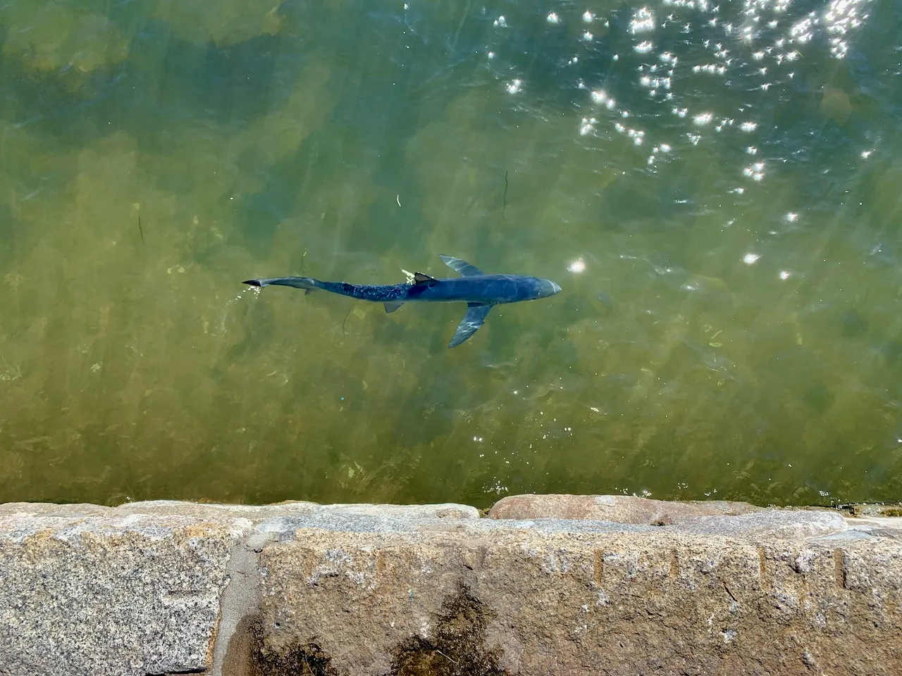Sandshark in the water near Stage Fort Park in Gloucester