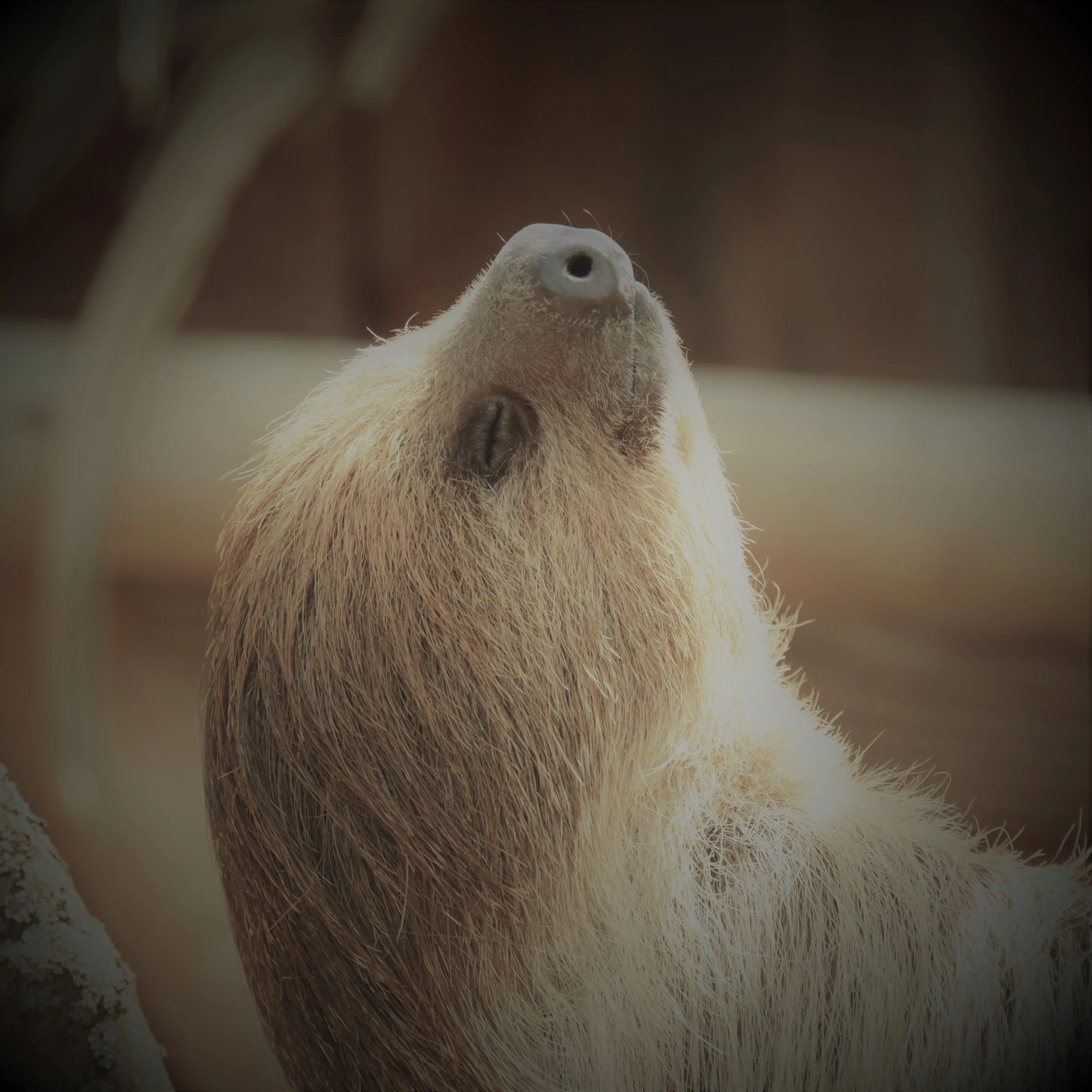 A sloth relaxing