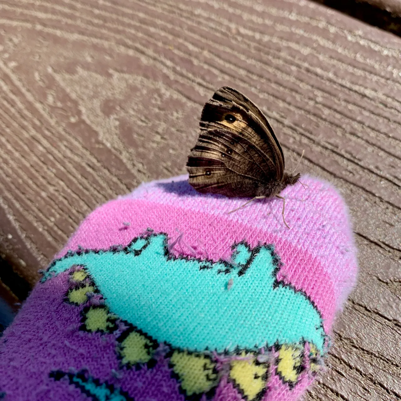Moth on a sock